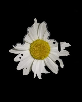 one dirty daisy in black dripping background
