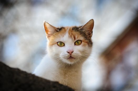 white urban stray cat looking in camera