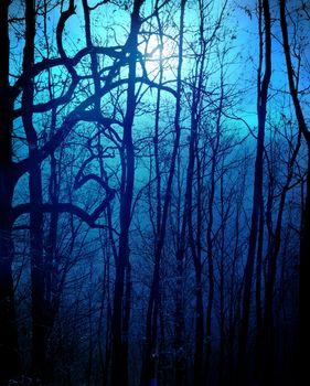 dark forest with moonlight