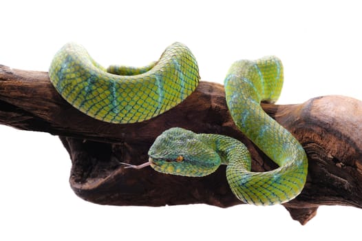 Wagler pit viper reptile wild animal