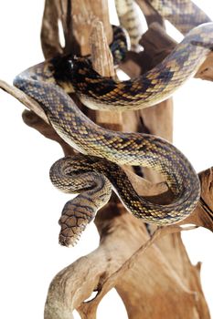 Pastel snake python reptile wild animal