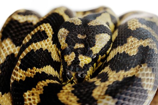 Pastel snake python reptile wild animal