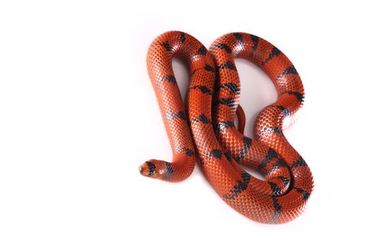 Red Califonia King snake wild animal