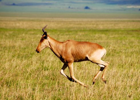 impala in the wild