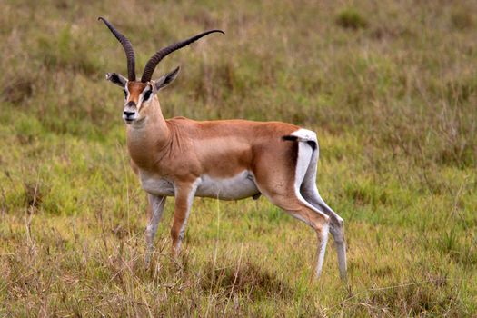 impala in the wild