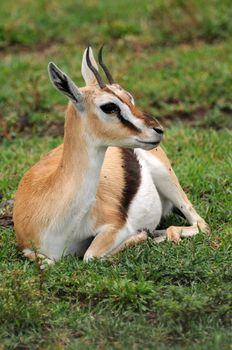 impala in the wild