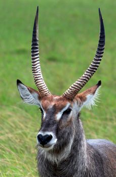 impala in the wild