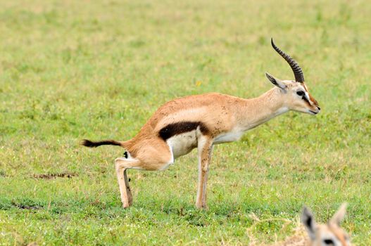 impala in the wild