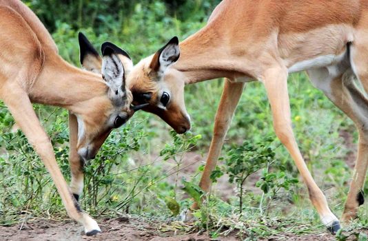 impala in the wild