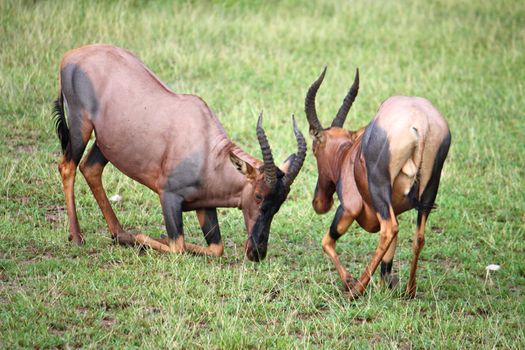 impala in the wild