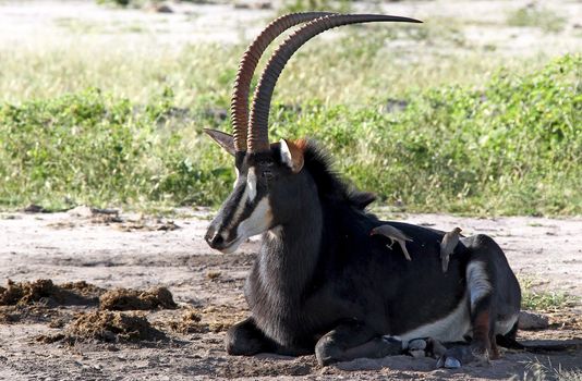 impala in the wild