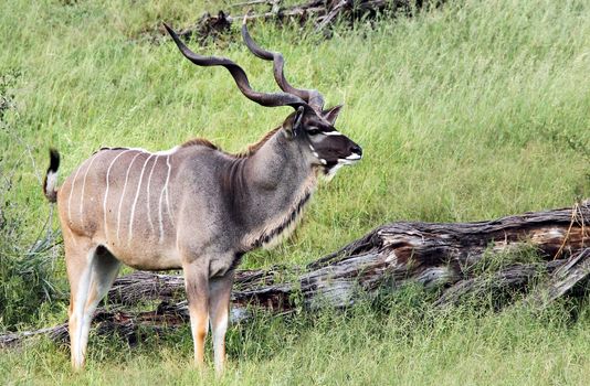 impala in the wild