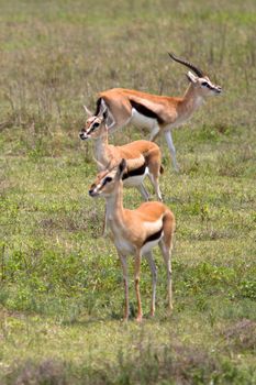 impala in the wild