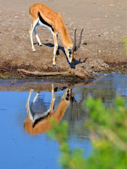 impala in the wild