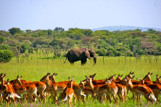 impala in the wild