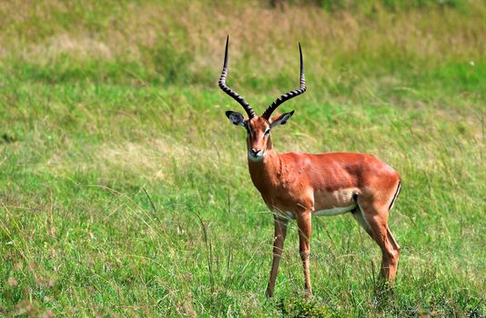 impala in the wild