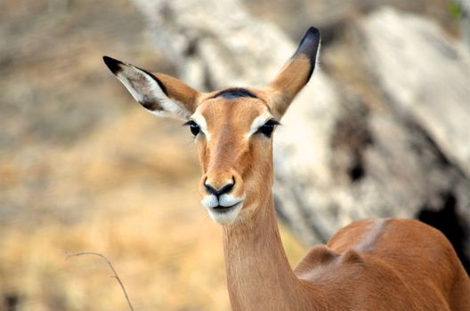 impala in the wild