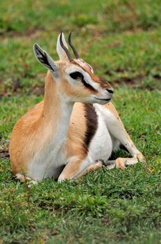 impala in the wild