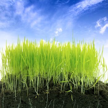 Grass with soil over blue sky background