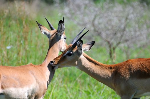 impala in the wild