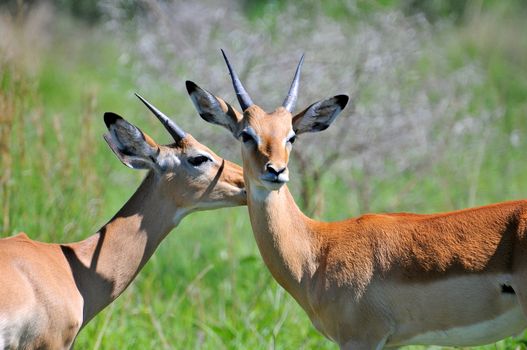 impala in the wild