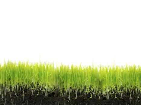 Grass with soil isolated on white