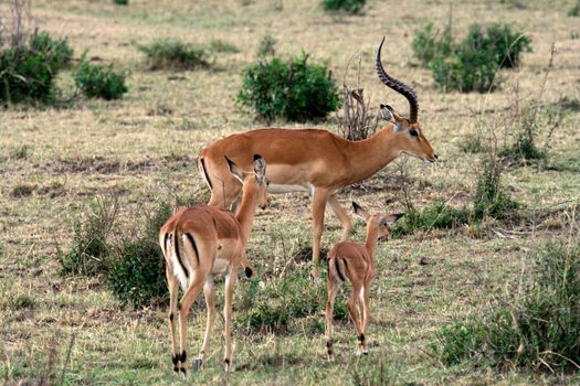 impala in the wild