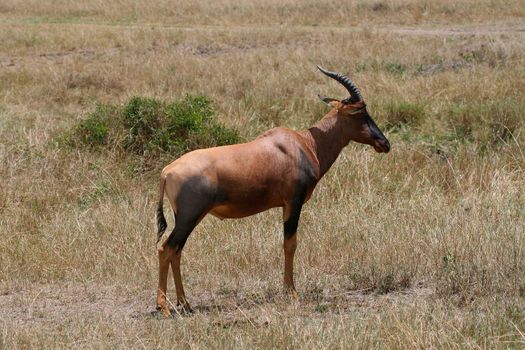 impala in the wild