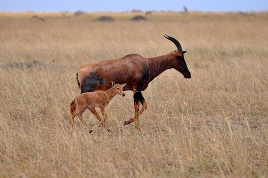 impala in the wild