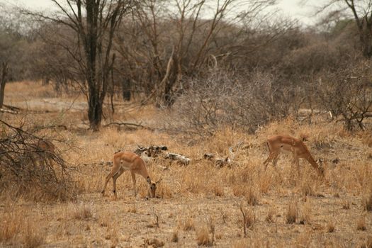 impala in the wild