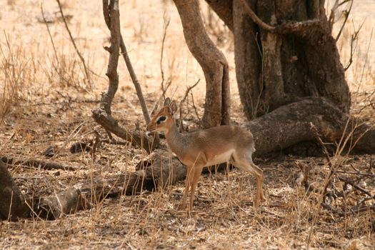 impala in the wild