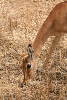 impala in the wild