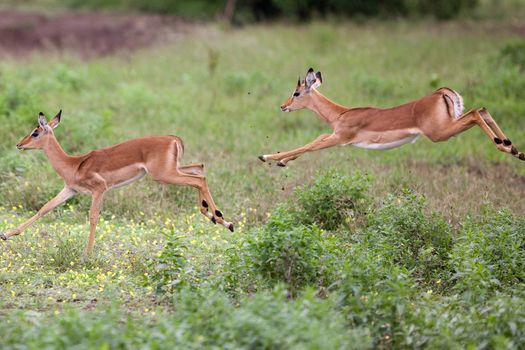 impala in the wild