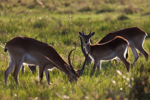 impala in the wild