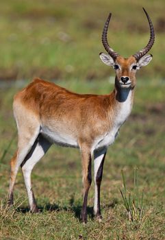 impala in the wild