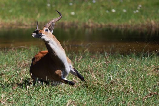 impala in the wild