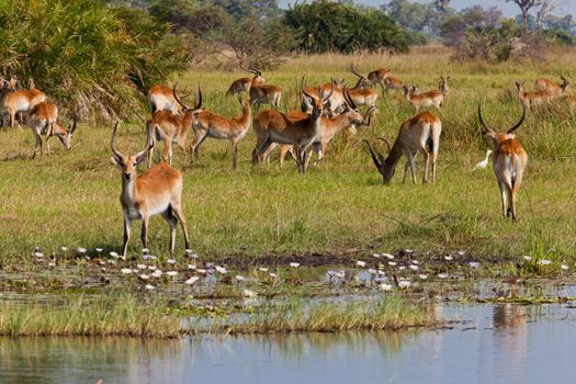 impala in the wild