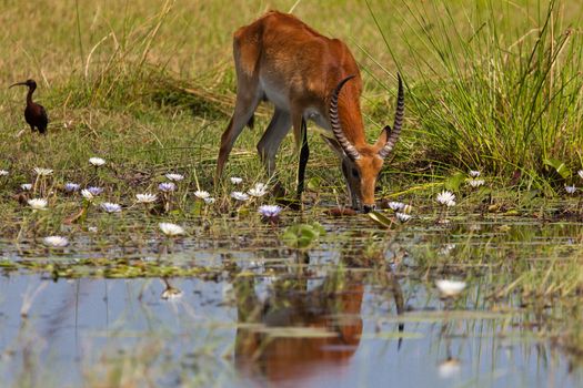 impala in the wild