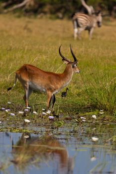 impala in the wild