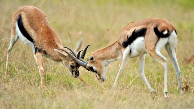 impala in the wild