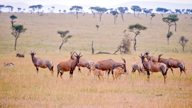 impala in the wild