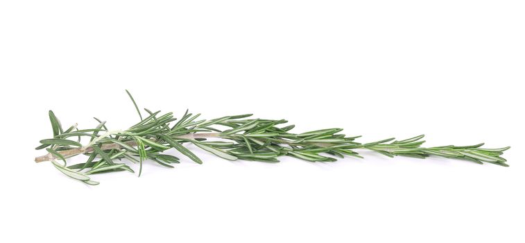 Rosemary isolated. Isolated on a white background.