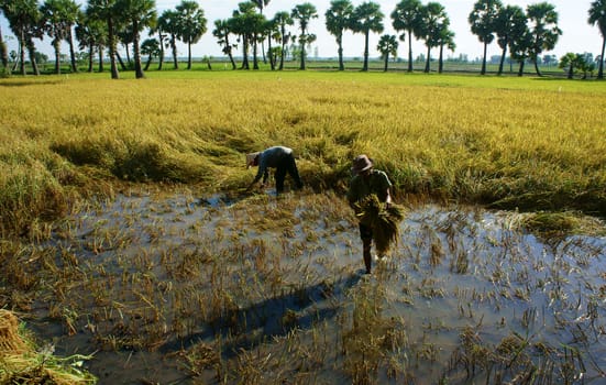 AN GIANG, VIET NAM, NOVEMBER 14: Farmers harvesting rice on farmland, they  work in manual, cut every bunch of rice to harvest in An Giang, Viet Nam on November 14, 2013