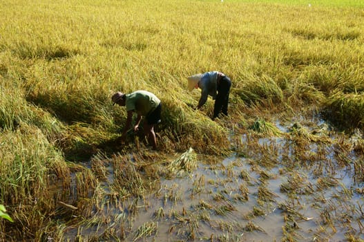 AN GIANG, VIET NAM, NOVEMBER 14: Farmers harvesting rice on paddy plantation, they  work in manual, cut every bunch of rice to harvest in An Giang, Viet Nam on November 14, 2013