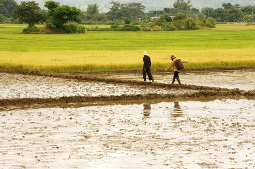  DAK LAK, VIET NAM- SEPTEMBER 5: Farmer walking on rice field in Daklak, Viet Nam on September 5, 2012             