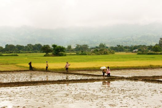  DAK LAK, VIET NAM- SEPTEMBER 5: Farmer walking on rice field in Daklak, Viet Nam on September 5, 2012             
