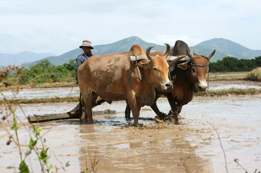  BINH THUAN, VIET NAM- FEBRUARY 4: Farmer with two buffalos ploughing on rice field, February 4, 2013 in Binh Thuan, Viet Nam     