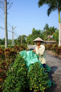 SA DEC, VIET NAM- JANUARY 26: Farmer with citrus tree pot ready for sell at Sa Dec, January 26, 2013           