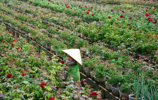 SA DEC, VIET NAM - JAN 26: Vietnamese farmer working on flower garden, roses blossom in bright red, ready  for tet (lunar new year) occasion in Sadec - place supply large flower- Vietnam, Jan 26, 2013