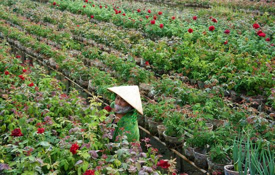 SA DEC, VIET NAM - JAN 26: Vietnamese farmer working on flower garden, roses blossom in bright red, ready  for tet (lunar new year) occasion in Sadec - place supply large flower- Vietnam, Jan 26, 2013